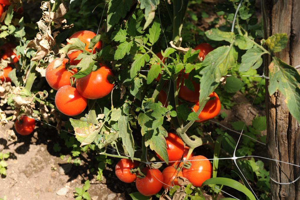 לינה וארוחת בוקר פוזיטנו L'Uliveto מראה חיצוני תמונה